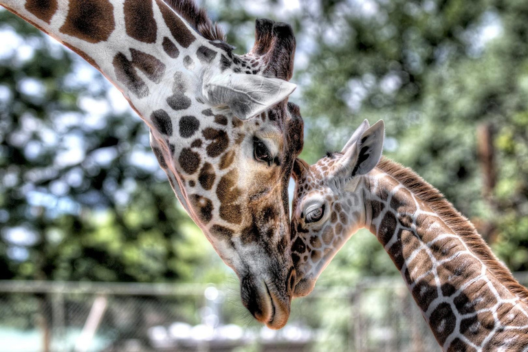 Nairobi: Urban Safari with Lunch and Rooftop Sundowner