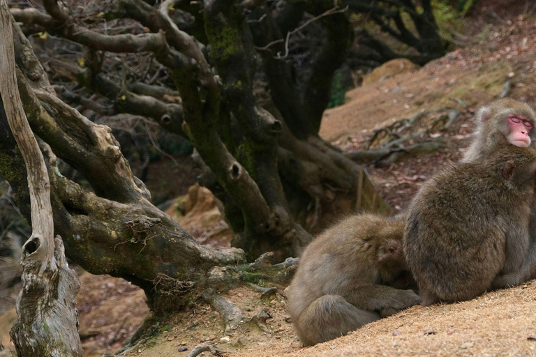 Ukyo: Arashiyama Bamboo Forest, Tenryu-ji, Monkey Park Tour