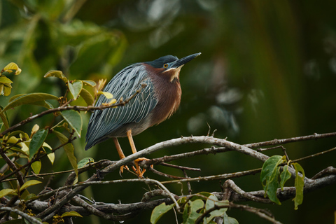 Tortuguero: Äventyrstur med kanot