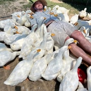 Hoi An Duck Farm & Coconut Boat Tour