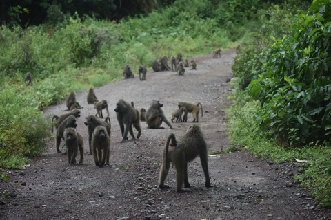 7 Dias Safari de gama média com conforto 3 Noites Serengeti