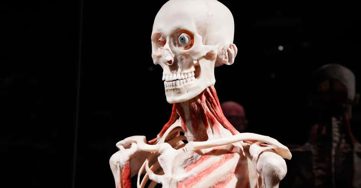 Afbeelding 10 van Body Worlds Amsterdam: The Happiness Project Ticket