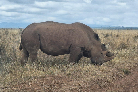 Nairobi National Park Half-Day Game Drive With Free Pick Up