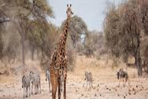 4- Days Big Tanzania shared safari | Serengeti Adventures