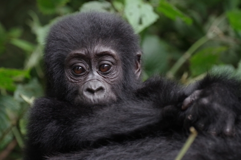 Safari de 7 jours aux chutes Murchison, avec randonnée pour les chimpanzés et les gorilles