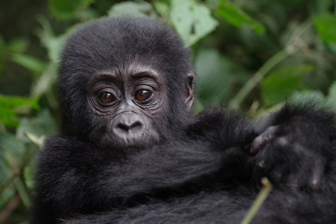 Safari de 7 días a las cataratas Murchison, Chimpancés y Gorilas