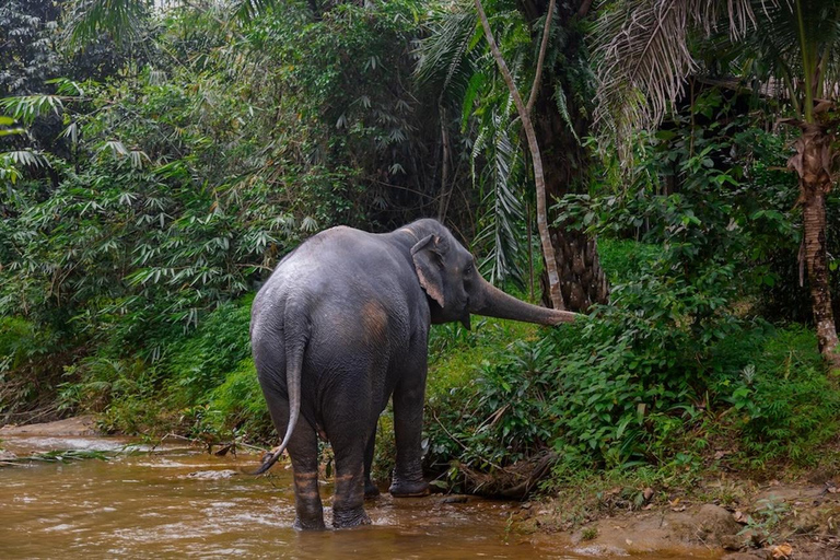 Avventura a Khao Lak: Rafting su bambù e passeggiata con gli elefantiEsperienza di Khaolak Bamboo Rafting e passeggiata con gli elefanti