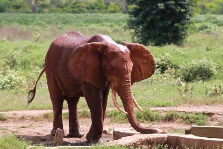 Tsavo East;2 days 1 night Amazing Safari. Tsavo East;2 days 1 night Amazing to Tsavo East