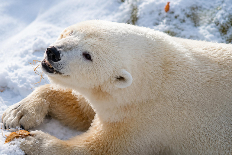 Rovaniemi: Ranua Wildlife Park, Polar Bears & Arctic Animals ⭐ Ranua Highlights | 4h | Polar Bears | Most Popular