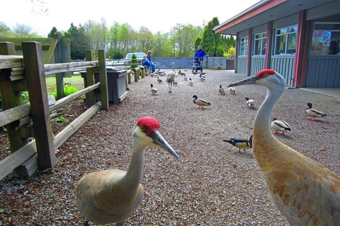 Vancouver family day trip to Migratory Bird Sanctuary