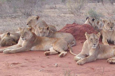 3 dagen Tsavo East en Amboseli safari vanuit Diani/Mombasa