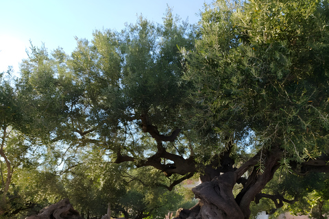 Zante: Bergdörfer – Aussichtspunkt auf Schiffswracks und Blaue HöhlenBerge Zakynthos – Aussichtspunkt auf das Schiffswrack und die Blauen Höhlen