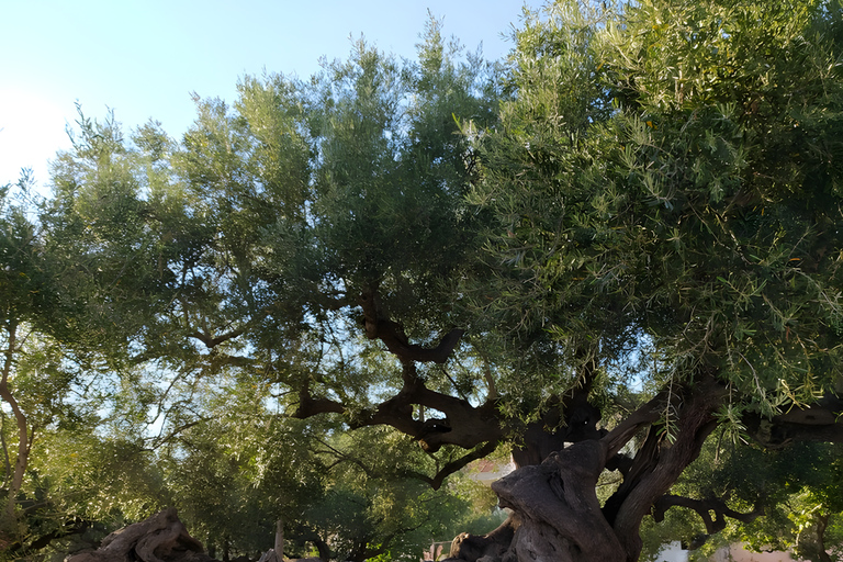 Zante: Bergdörfer – Aussichtspunkt auf Schiffswracks und Blaue HöhlenBerge Zakynthos – Aussichtspunkt auf das Schiffswrack und die Blauen Höhlen