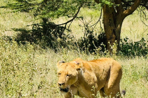 Nairobi National Park&Elephant Orphanage&Giraffe Centre Tour