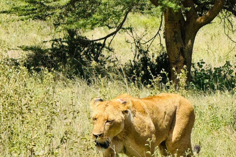 Nairobi National Park&Elephant Orphanage&Giraffe Centre Tour