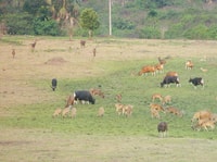 Banyuwangi、ヴァンによるグループのドライバーとのプライベートカーチャーター - Housity