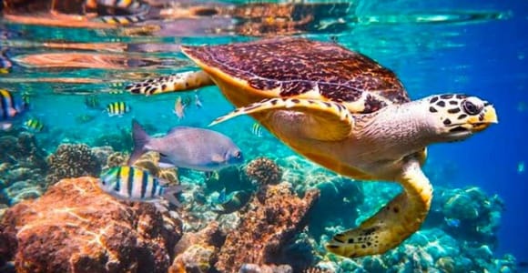 Zanzibar: snorkeling blue lagoon and salaam cave