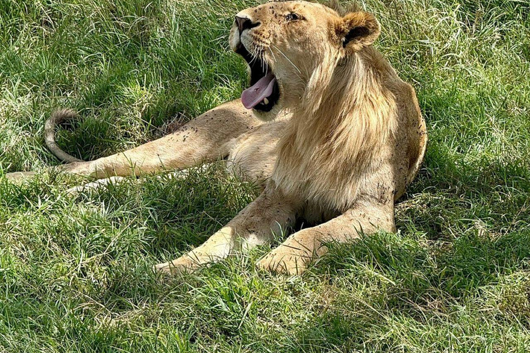 Nairobi: 3-Day epic trip to Maasai Mara Reserve with meals 3 days, 2 nights private safari to Mara in a tourist VAN