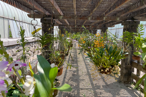 圣保罗：植物园与生物学家导览游（周末）生物学家带你游览圣保罗植物园