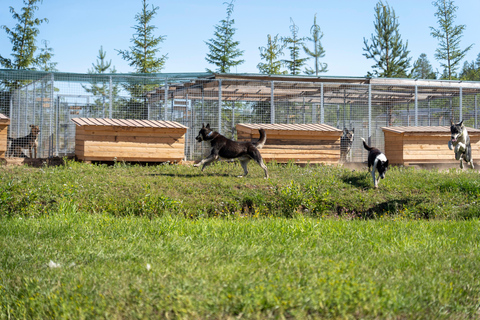 Rovaniemi: Autumn Husky Cart Ride with Hot Drink & Pickup