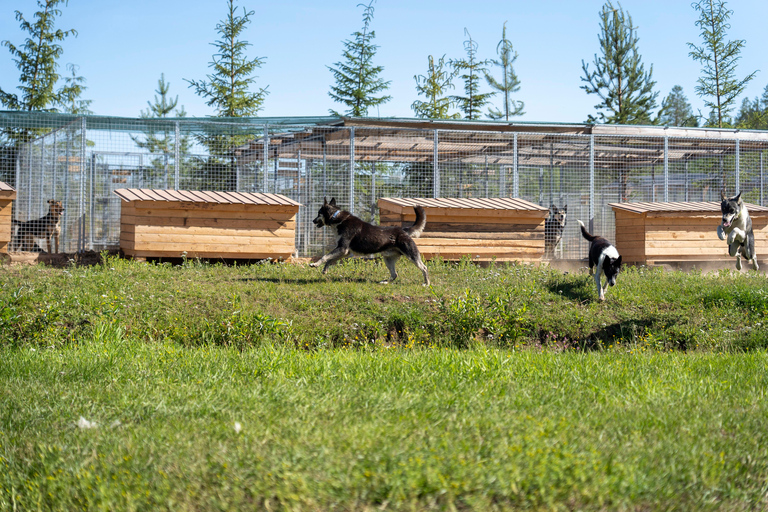 Rovaniemi: Autumn Husky Cart Ride with Hot Drink & Pickup