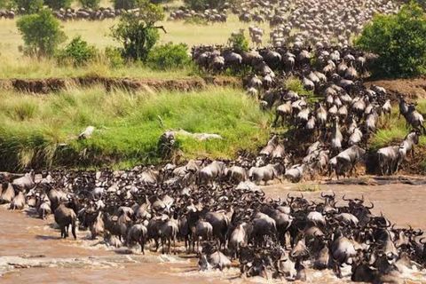 Safari de 6 jours sur la migration des gnous (juillet - octobre)