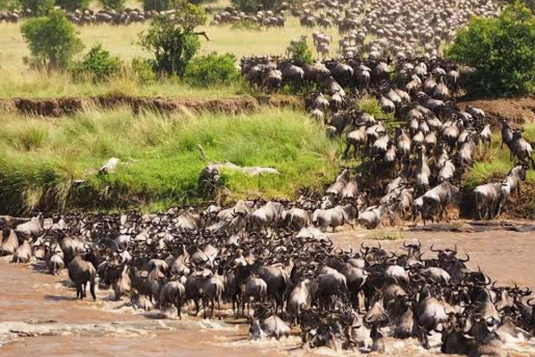 Safari de 6 jours sur la migration des gnous (juillet - octobre)