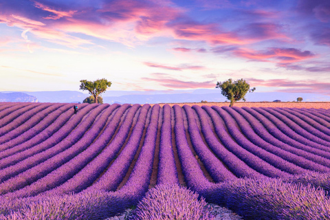 Wild Alps, Verdon Canyon, Moustiers village, Lavender fields