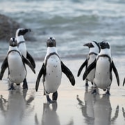 Cape Town: Private Tour with Customizable Itinerary