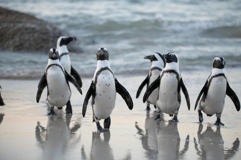 Cape Town: Private Tour with Customizable Itinerary