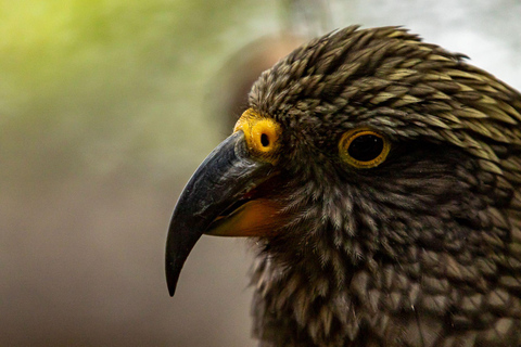 Kāpiti: Native Bird Encounter at Ngā Manu Nature Reserve Kāpiti: Ngā Manu Nature Reserve Native Bird Encounter