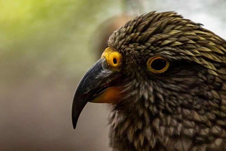Kāpiti: Native Bird Encounter at Ngā Manu Nature Reserve Kāpiti: Ngā Manu Nature Reserve Native Bird Encounter