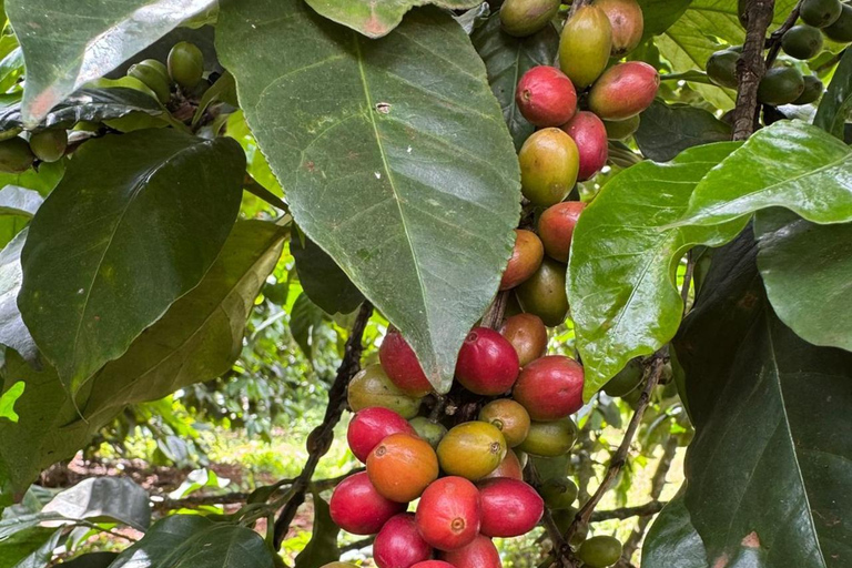 Nairobi: Fairview Coffee Estate Tour & Tasting