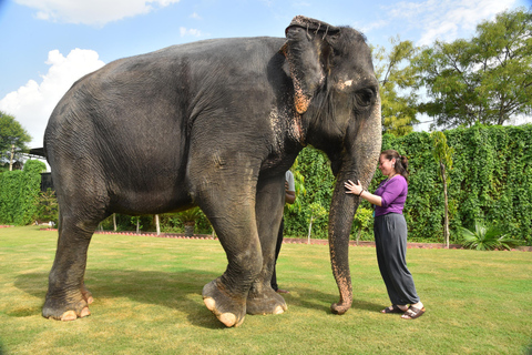 "Jaipur Elephant Experience: Bond, Connect, and Learn"