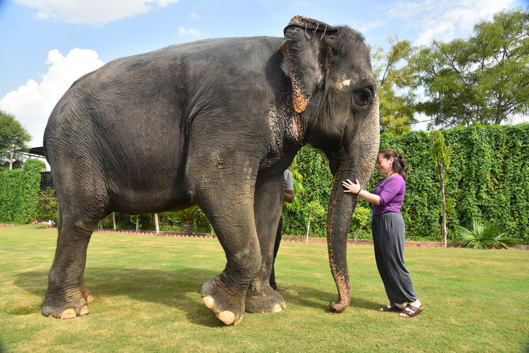 &quot;Jaipur Elephant Experience: Binden, verbinden en leren&quot;