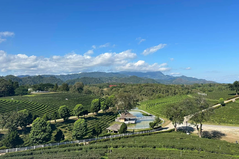 JOIN TOUR 1 day trip around Chiang Rai included lunch buffet