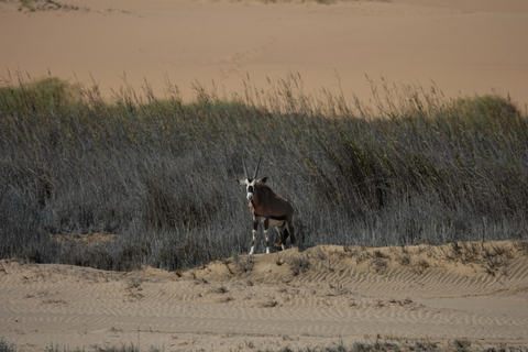 Swakopmund: Namib Desert Sunrise, Seals & Sandwich Harbour