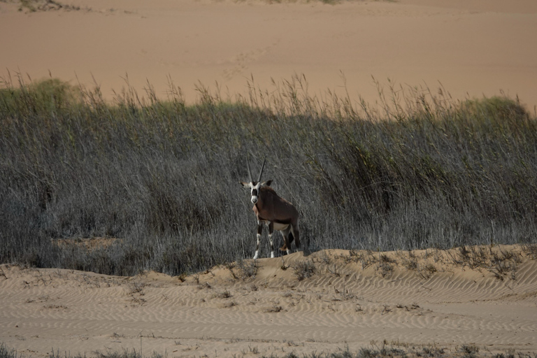 Swakopmund: Namib Desert Sunrise, Seals & Sandwich Harbour