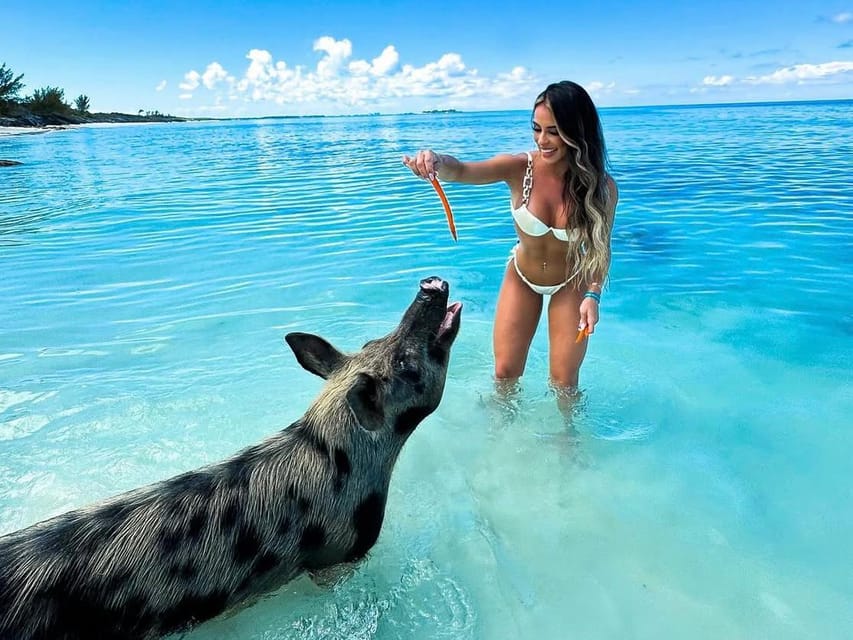 A dark spotted pig with its snout raised out of turquoise shallows towards a carrot held above it by a woman standing knee-deep in the water