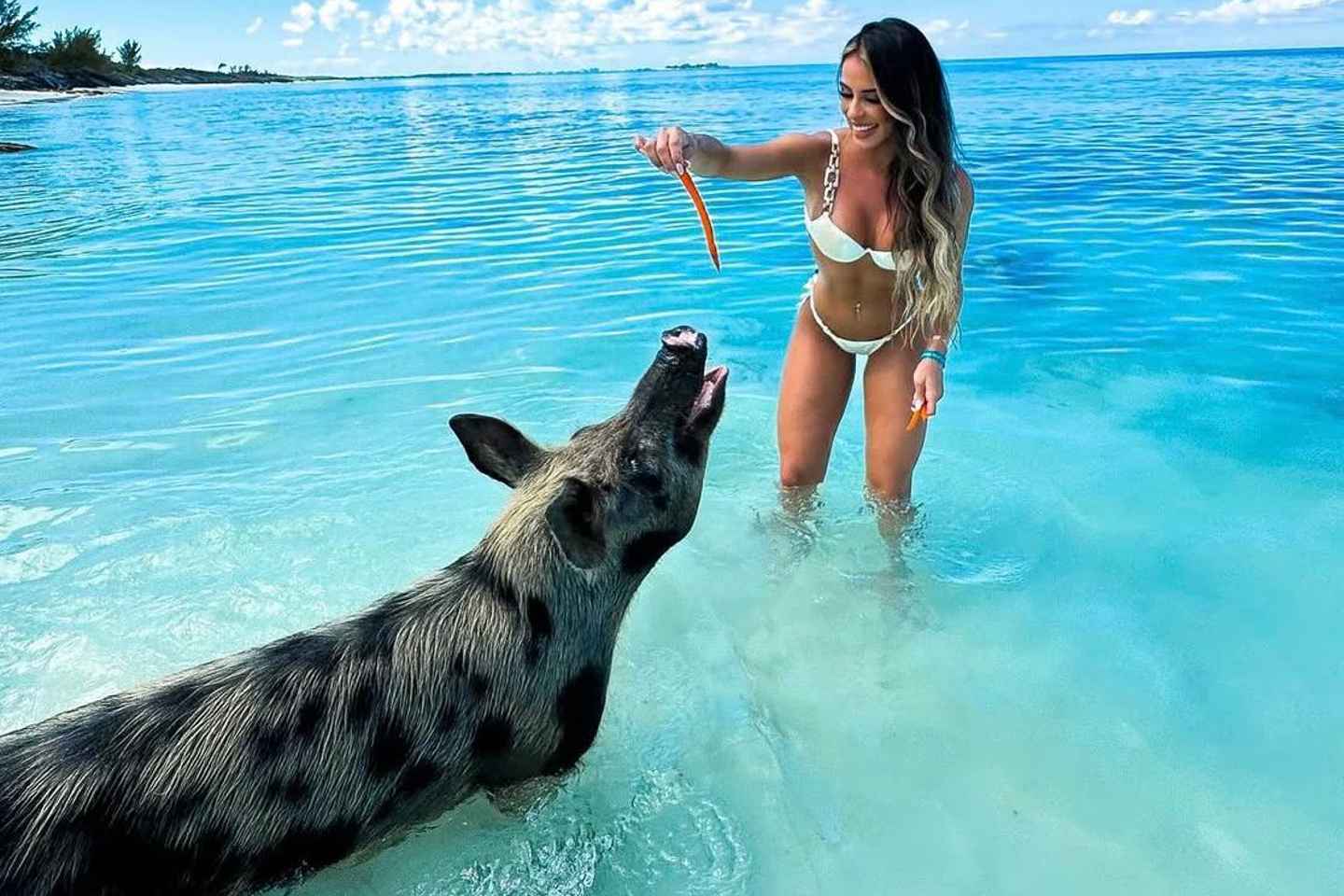 Nassau: Swimming Pigs of Rose Island Water Taxi - Nassau: Swimming Pigs of Rose Island Water Taxi