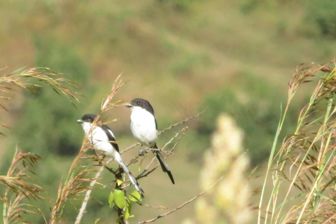 Addis Ababa: 8-Day Bale Mountains Birdwatching Tour