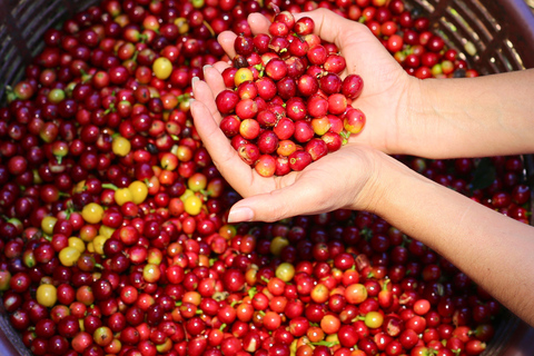 San José: Poás Volcano, Coffee Farm, & Blue Falls Tour