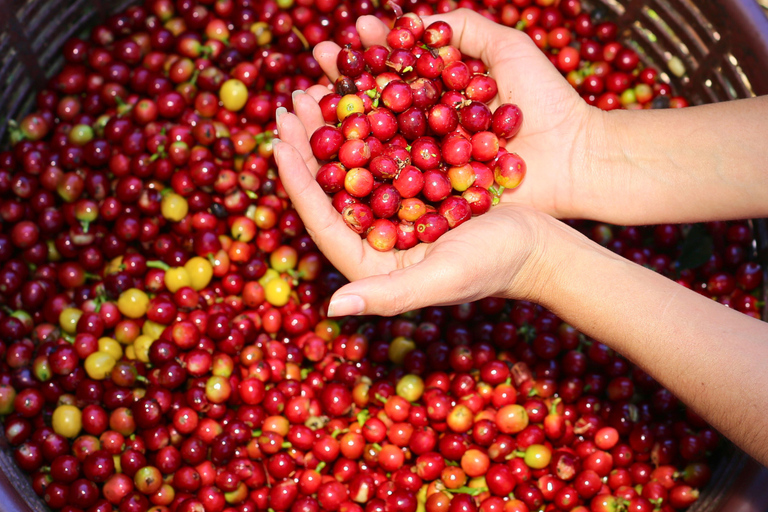 San José: Poás Volcano, Coffee Farm, & Blue Falls Tour
