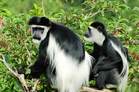 Rwanda: 8-daagse safari met Kigali, Nyungwe en vulkanenGorilla trektochten