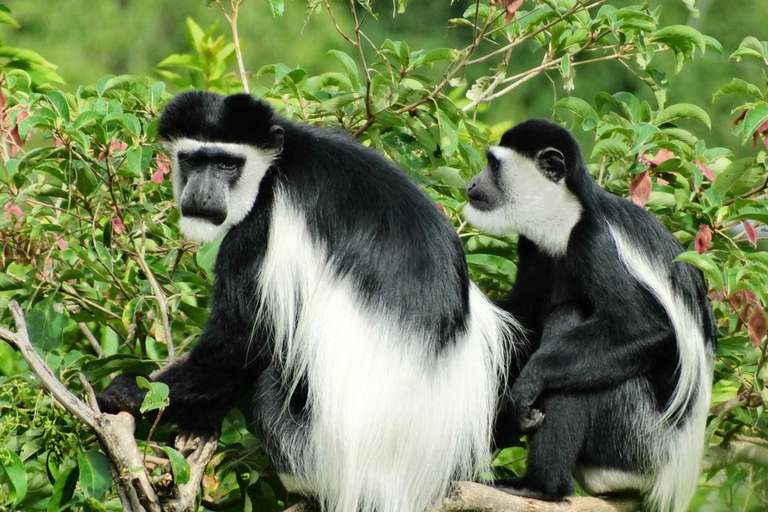 Rwanda: 8-dniowe safari z Kigali, Nyungwe i wulkanamiTrekking goryli