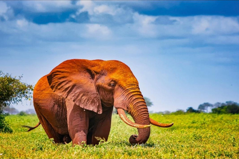 Mombasa: Tsavo West & Amboseli 3-Day Safari Tour