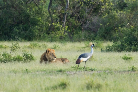 13-daagse vogel- en wildsafari in Oeganda