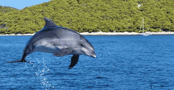 Biograd: Delfinbeobachtungstour