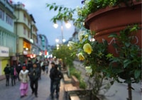 Voyage d'une journée à Gangtok (Visite privée guidée de Darjeeling) - Hizvo