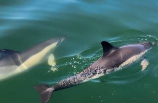 Lissabon: Flusskreuzfahrt auf dem Tejo zum Meer und Delfinbeobachtung